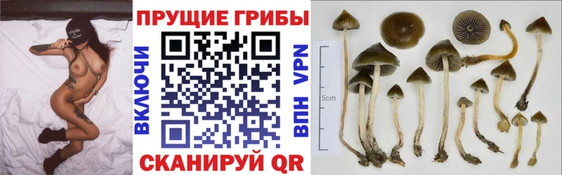 Псилоцибиновые грибы Magic Shrooms  Нижнекамск 